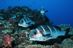 Sweetlips by Louwrens De Lange 